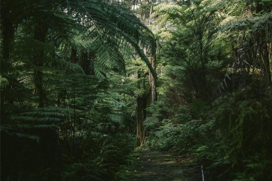 Sustainability Strategy Update Report